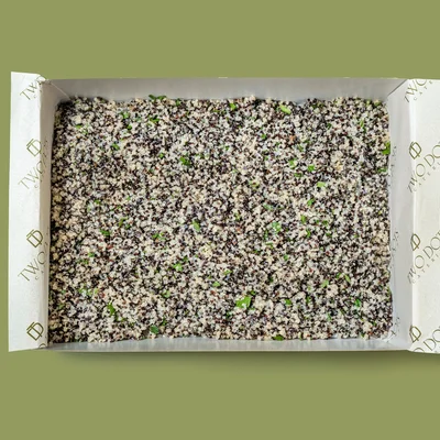 TriColour Quinoa